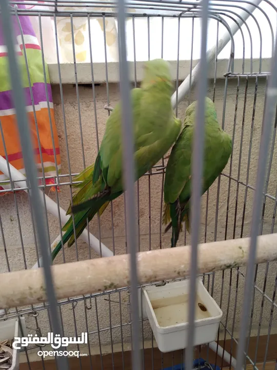 جوز دره هندي