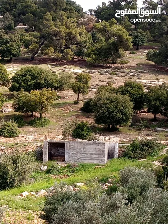 الارض مساحتها 6دونمات مفروزات بقوشان لحاله وأصلها كافة الخدمات واجهه على شارع 45متر فيها 76شجرة