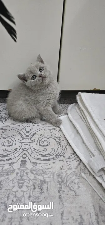 british short and Scottish fold lilac