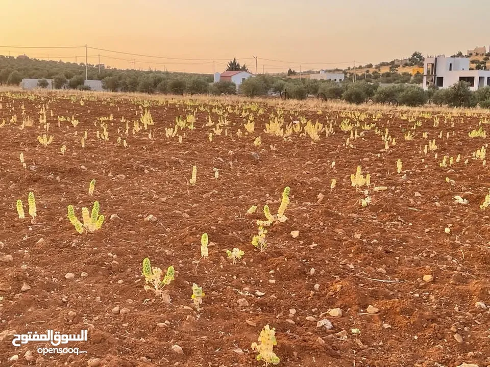 ارض 3500م للبيع مفروز قوشان مستقل رحاب بالقرب من طريق اربد الزرقاء