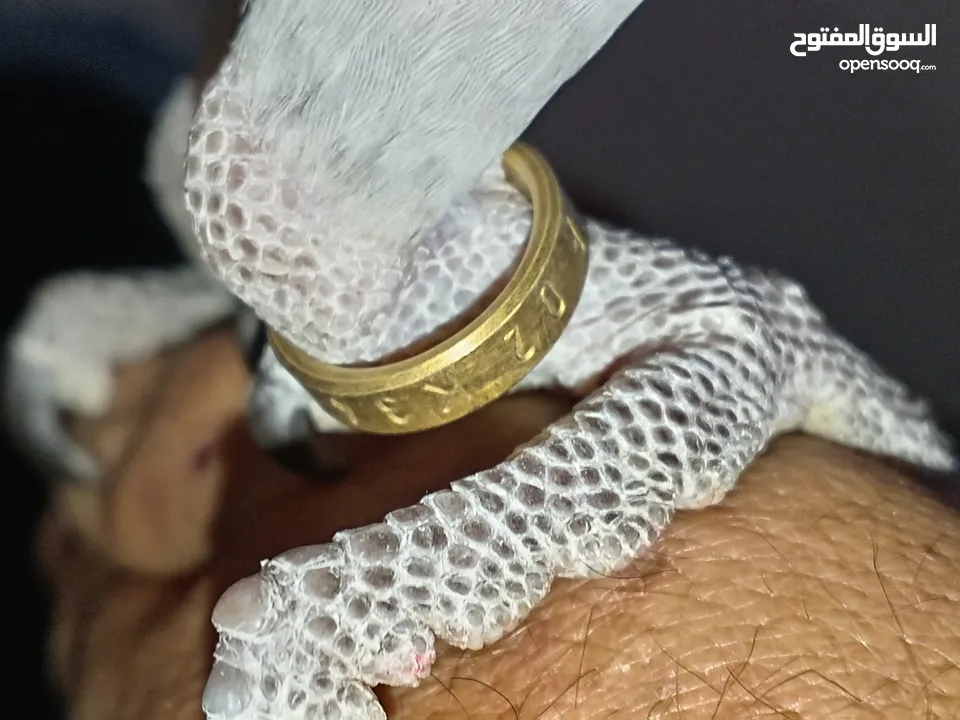 كاسكو مزرعة حجل ذهبي