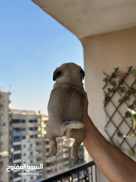 جراوي بج، pug puppies