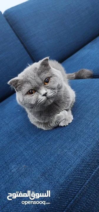 British short hair and Scottish Triple fold