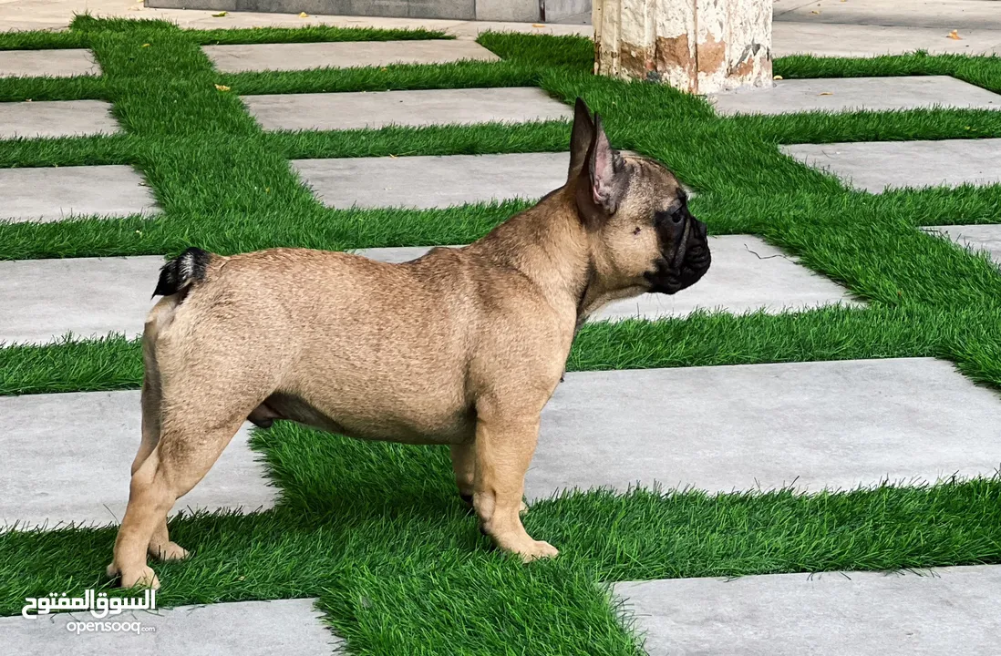 French Bulldog Puppies