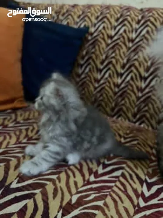 قط شيرازي عدد 2 ذكر وانثى