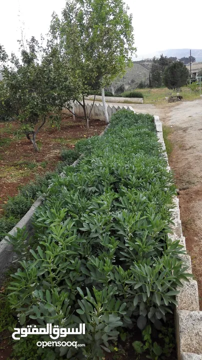 مزرعة مع بيت لقطة للبيع