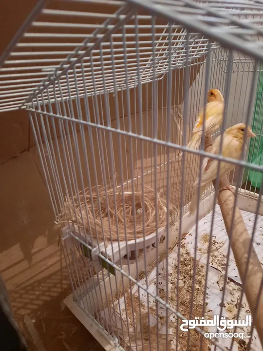 Healthy canary pair 4 sale