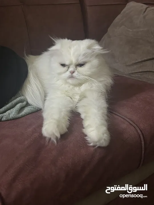 4 قطط للبيع