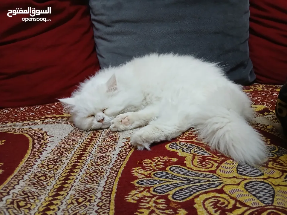 قط شيرازي للبيع او للبدل مواليد 14/12/2024 لعوب جدا وهادي