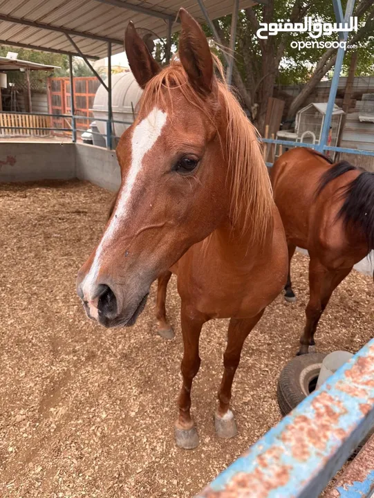 للبيع 2 فرس مع جوازات ميلادهم الاصليه المعتمده