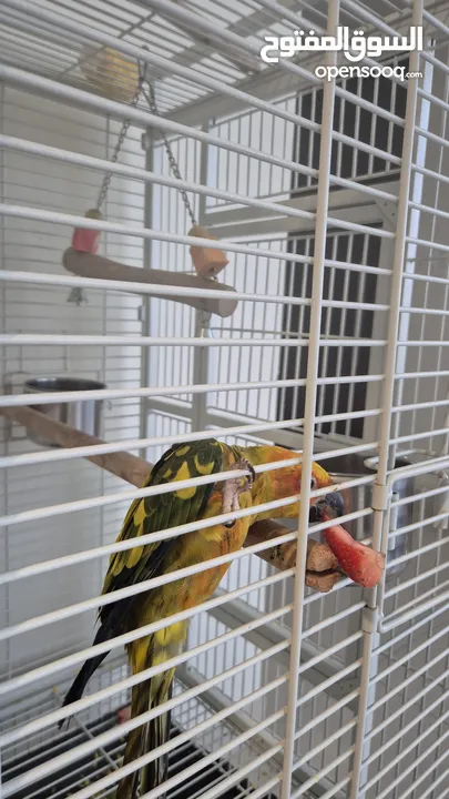 2 Sunconures