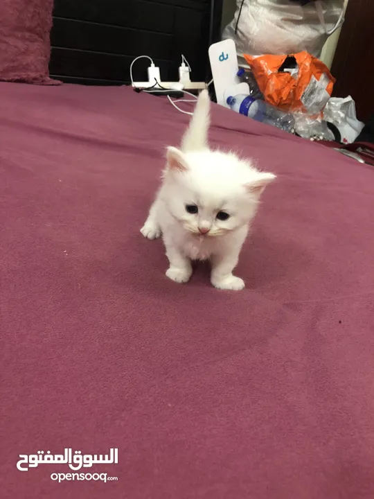 Persian cat for sale and Waite color and max also available and beautiful baby 