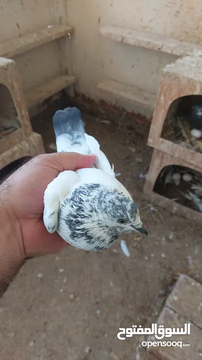 Pakistani pigeons