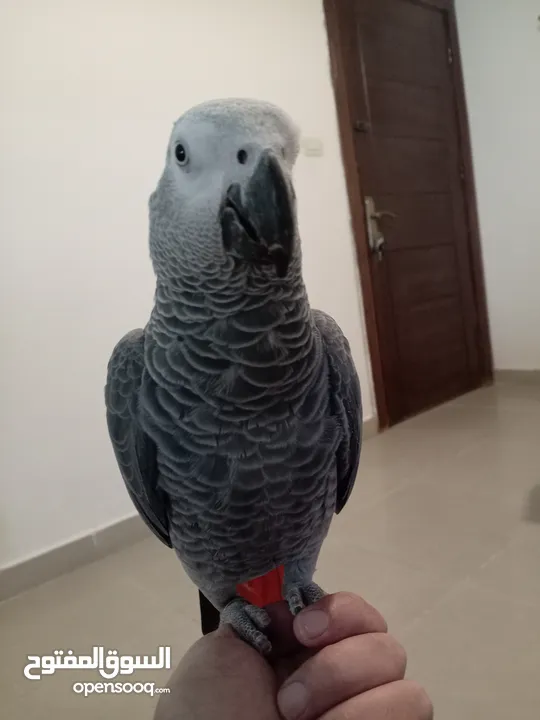 كاسكو مزرعة حجل ذهبي