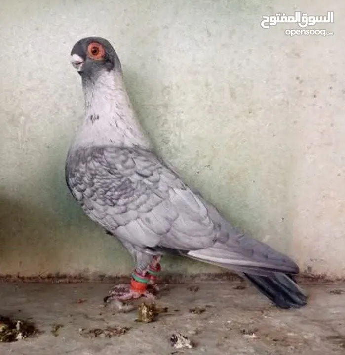 يوسف علي عوض الله الترابين