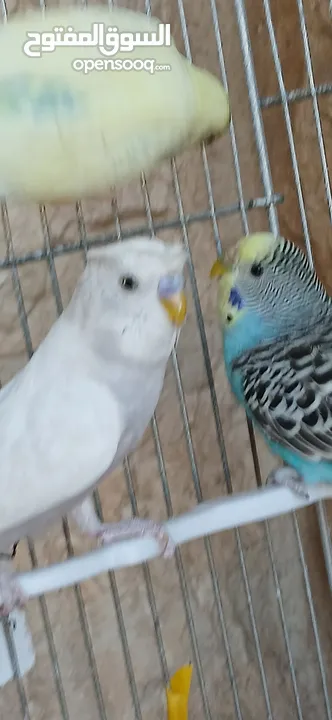 طيور [بادجي] عدد 3 للبيع صحه و نشاط و نظافه تبارك الله