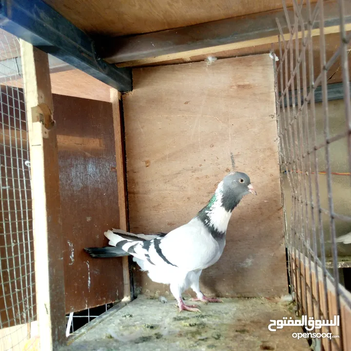 طيرة امازوني للبيع