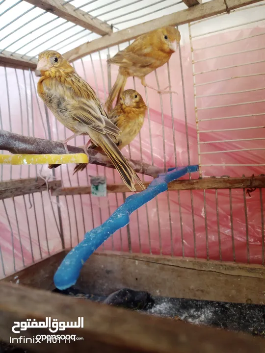 جوز كناري نحاسي كرزي مع فراخه و ثلاثة حبات مخاليف عمر شهرين ونص