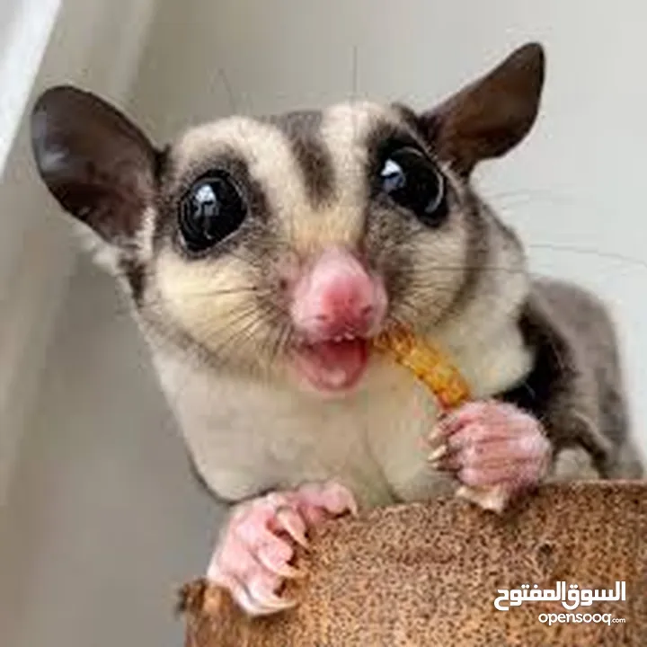 دود قبابي _ميل ورم _ Mealworm