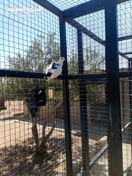 فراخ حمام البيع