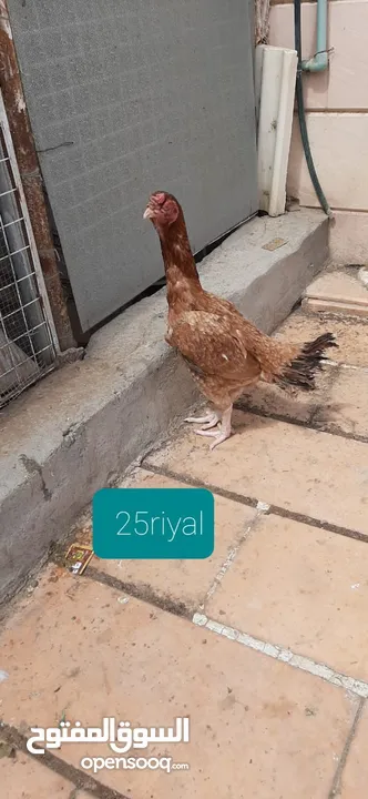 Pakistani So beautiful chicken