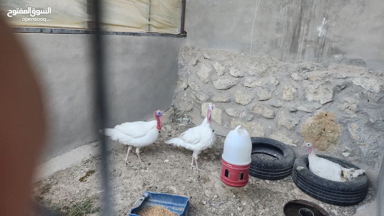 ديك رومي فرنسي نظيف جدا بسعر ممتاز