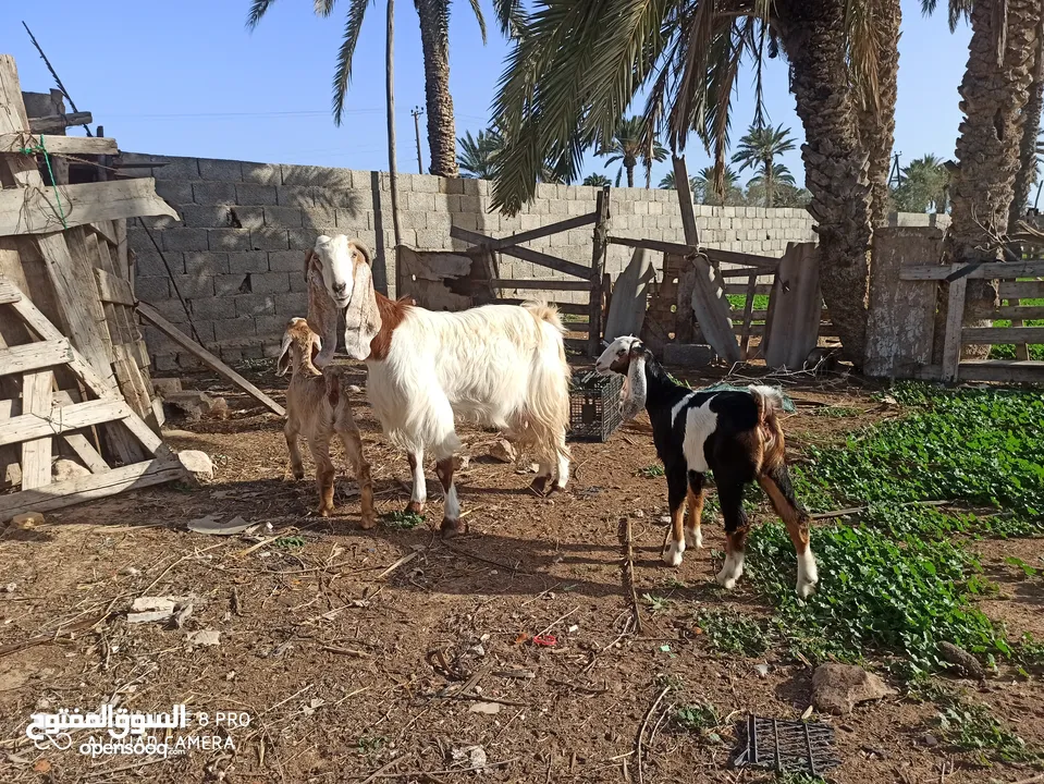 عنز متاومة زوز عنايق