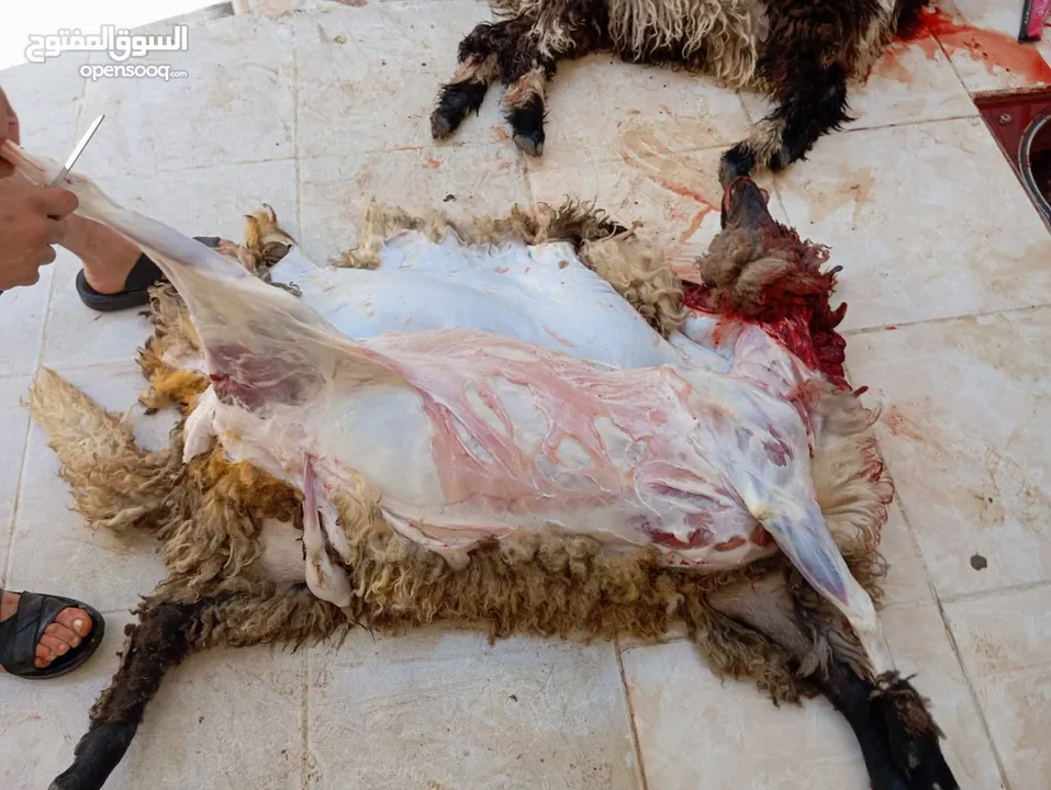 الحواري لذبح الاضياحي والعقائق في المنزل ذبح وسلخ وتقطيع بسعر مناسب للجميع