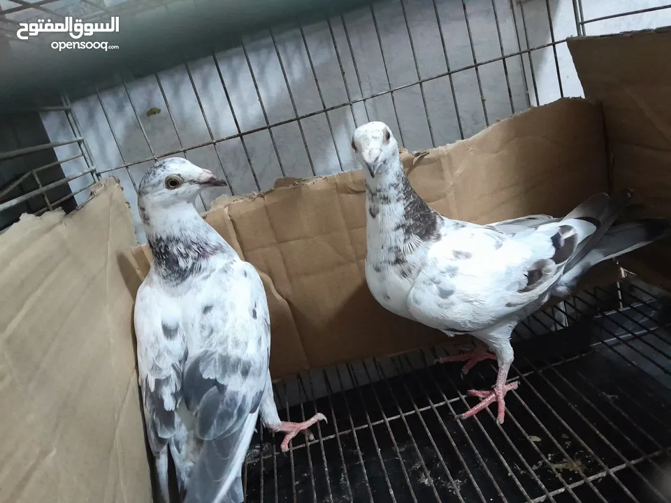 قصيين كرزلى القص زغلولين كشك بنيدى  شابةهزاز  دكر زايف بكستانى