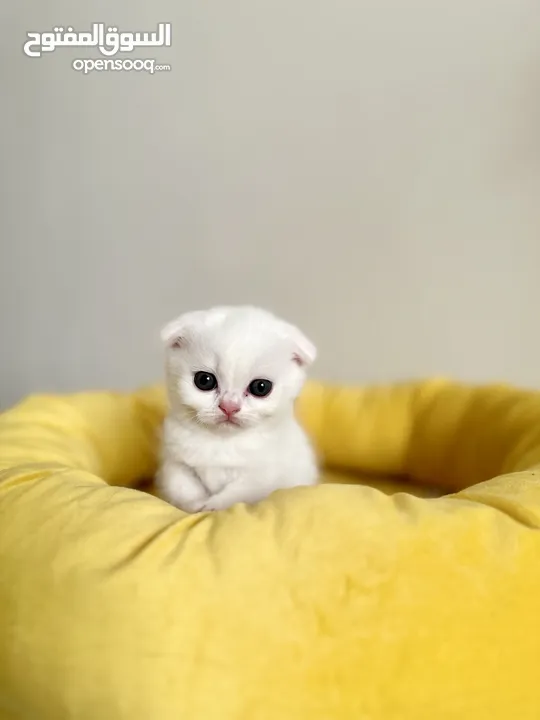 Adorable Scottish fold chinchilla kittens