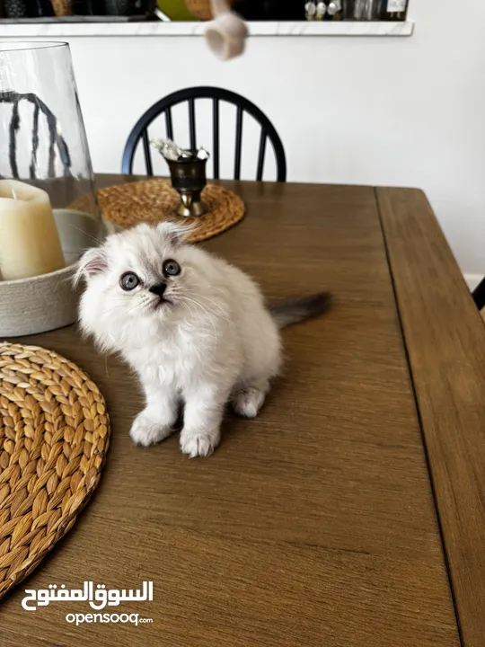 Scottish fold long hair