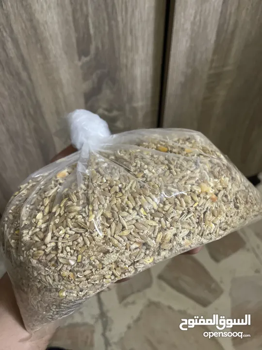 هامستر ذكر وانثى +قفص 3 طوابق و مستلزماته + اكل + نجارة الخشب