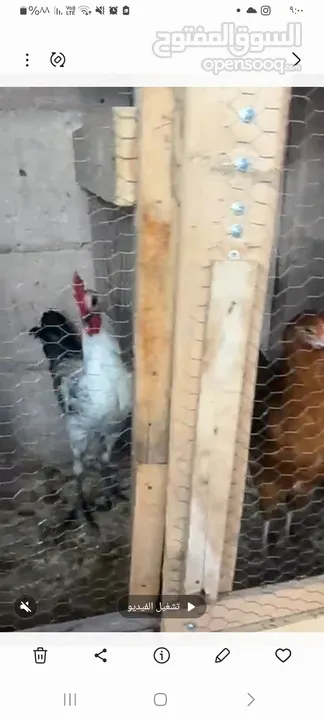 جاج بلدي ديك 2 جاج بلدي 2