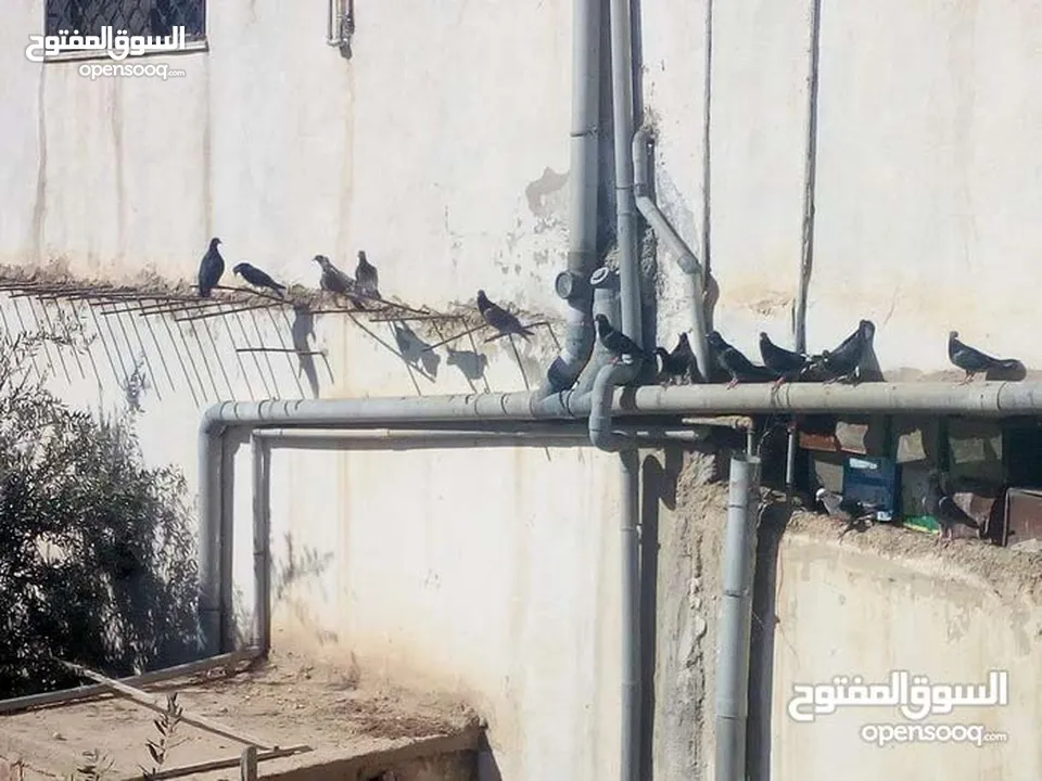 حمام بلدي نخب