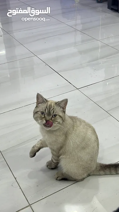 قطتان جميلتان تبحثان عن بيت دافئ  Two lovely cats looking for a loving home