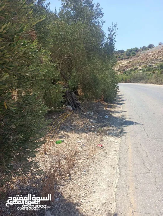 ارض زراعيه في بلعا دير الغصون