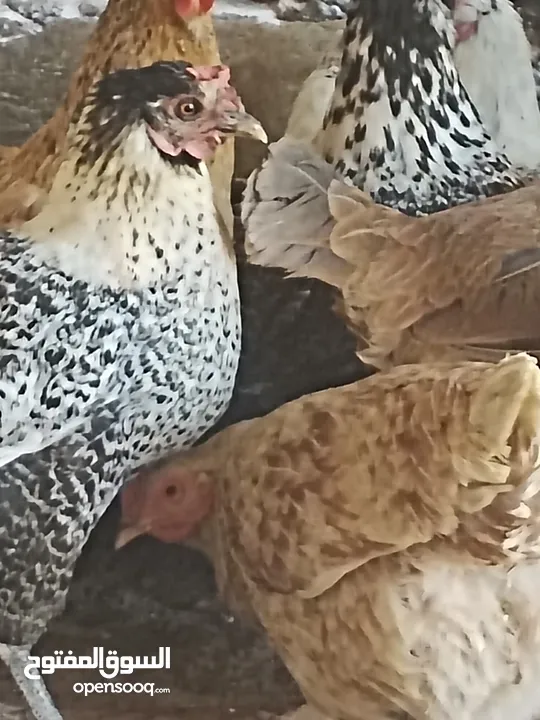 دجاجات للبيع
