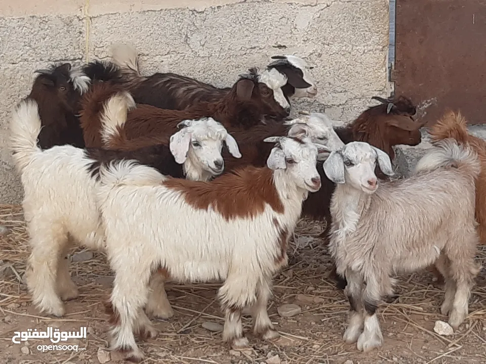 جداية ماشاء الله