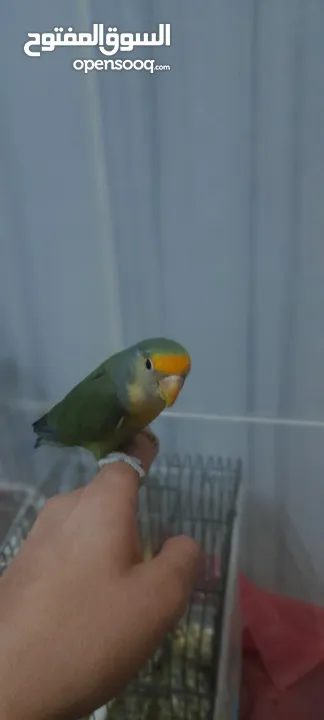 اقرأ الوصف