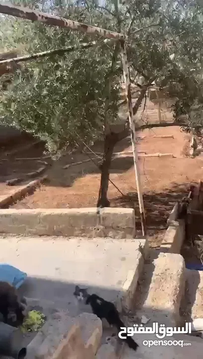 منزل للبيع