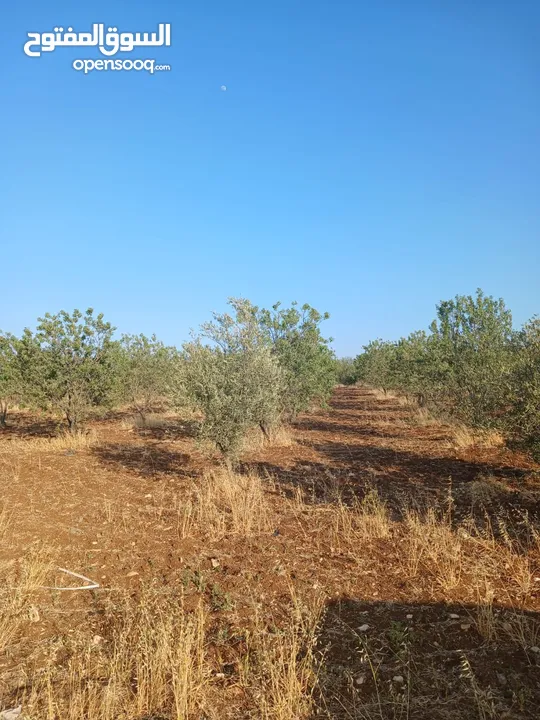 مزرعه أربعه دونم مشيكه بالكامل ارض زراعيه وبيت ريفي غرفتين وحمام ومطبخ صغير وباربكيو وساحه واسعه