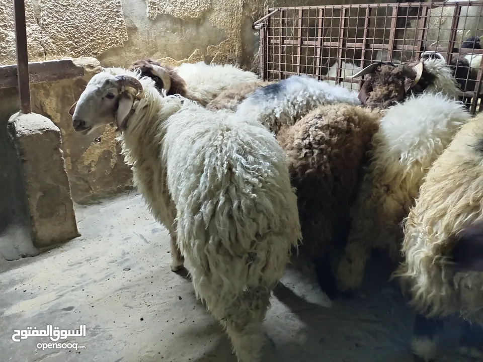 خرفان أضاحي للبيع اوزان لحم صافي 25