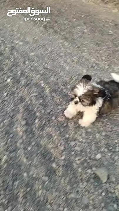 Cute Shih Tzu Puppy / girl   2.5 months