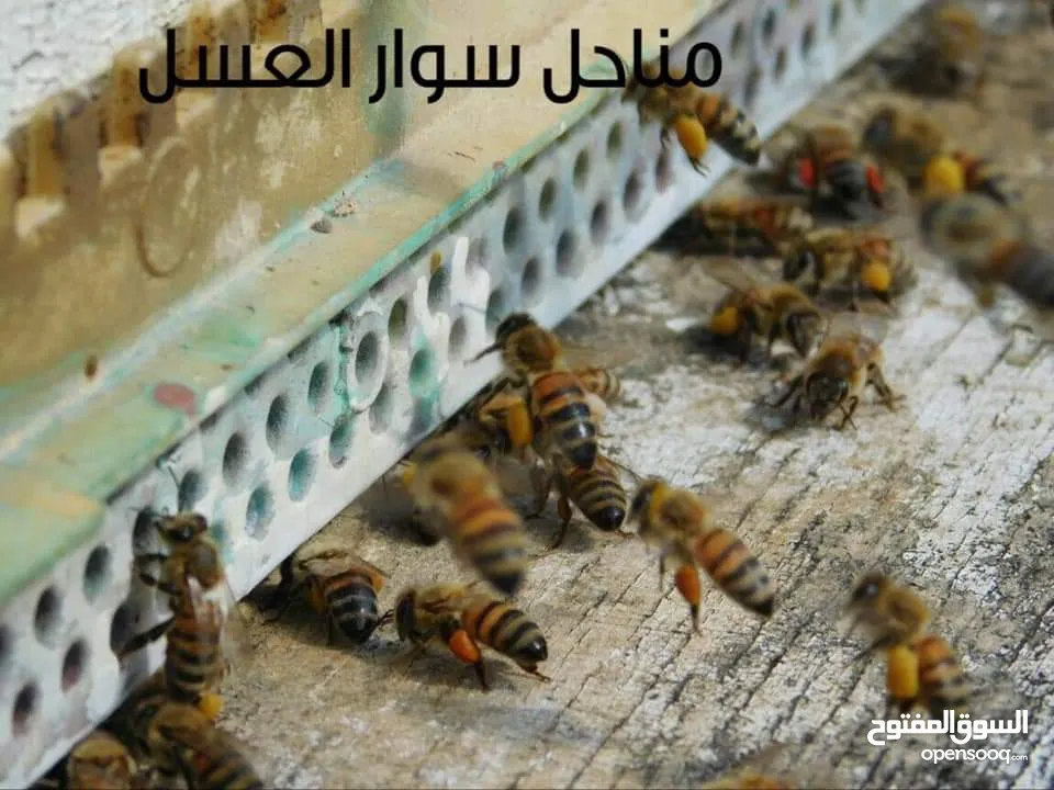 مناحل سوار العسل لبيع كافة منتجات النحل