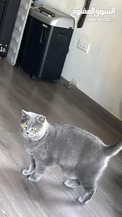 Cats for Adoption