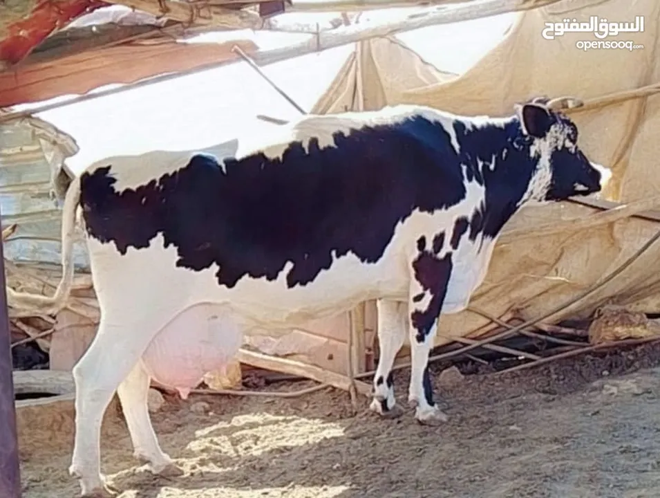 بقرة فريز عشار كبير