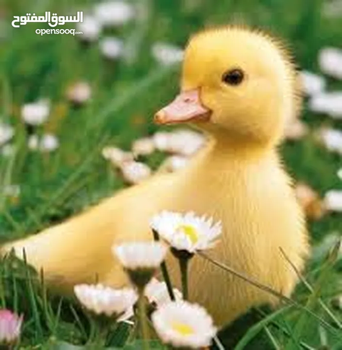 بطبوط بطه صوص مطعم    ا