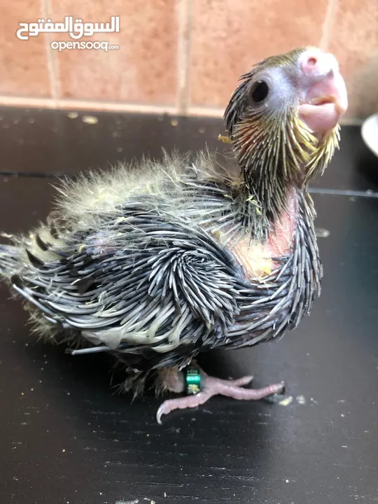 Grey Cockateil baby chicks