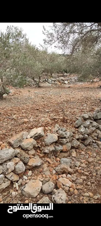 ارض للبيع بروقين سلفيت