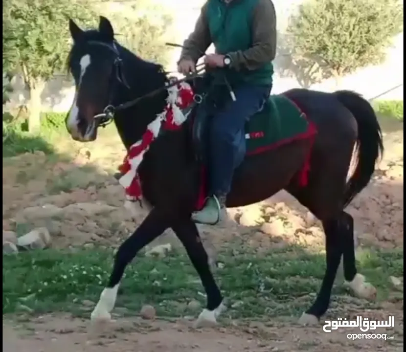 مهرة للبيع